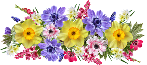 flowers-5572468_960_720.png